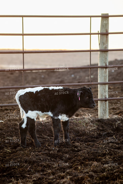 Calving Season 155527