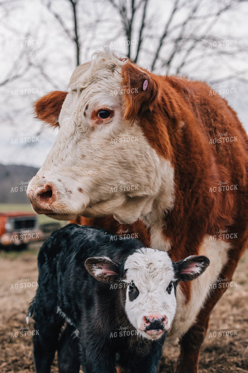 Cow and Calf in Pasture 52608