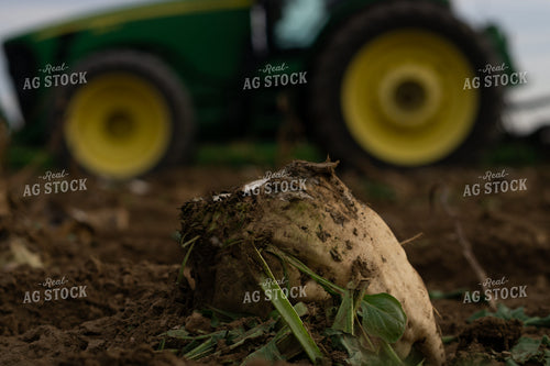 Sugar Beet Harvest 148046