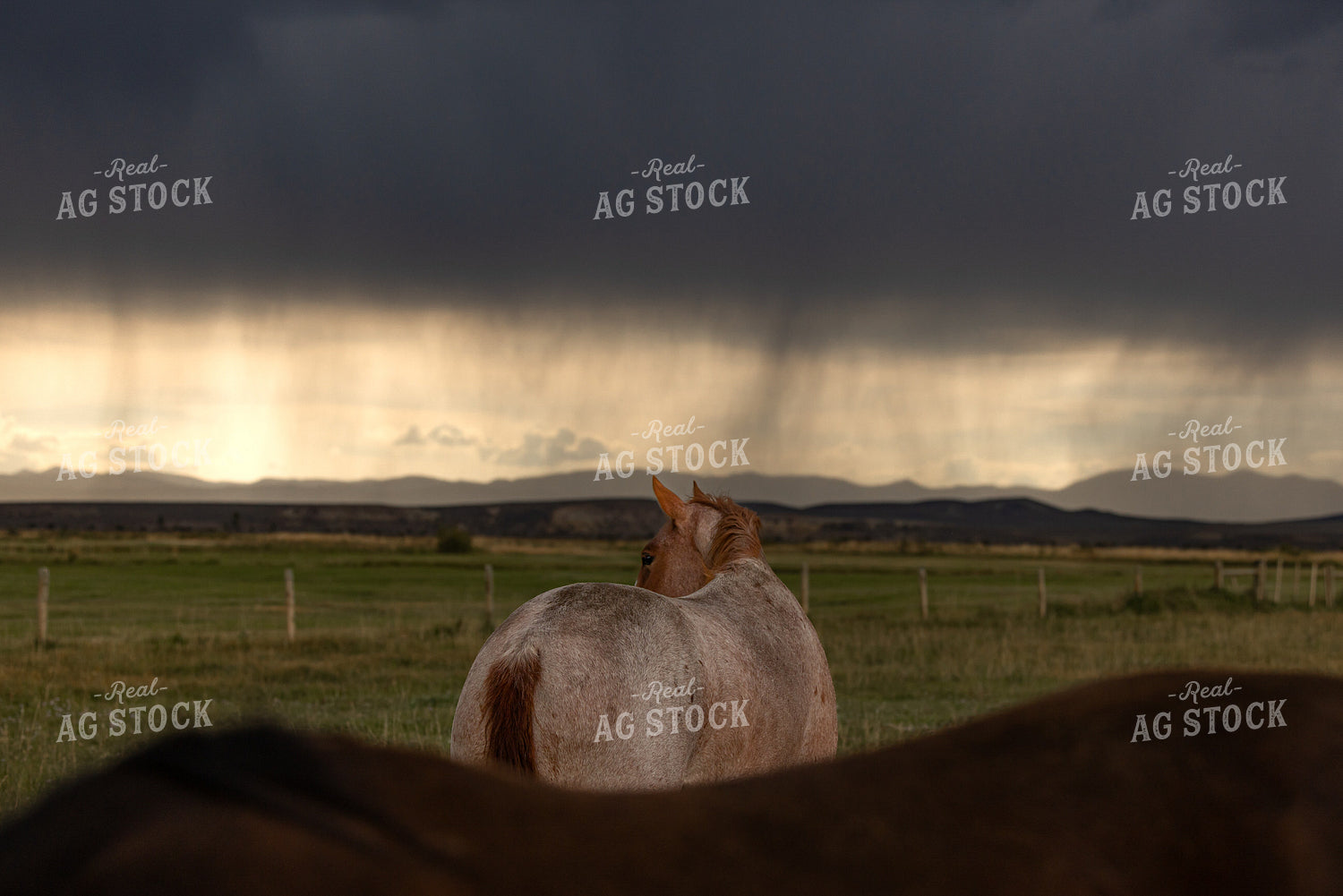 Horses and Stormy Sky 304024