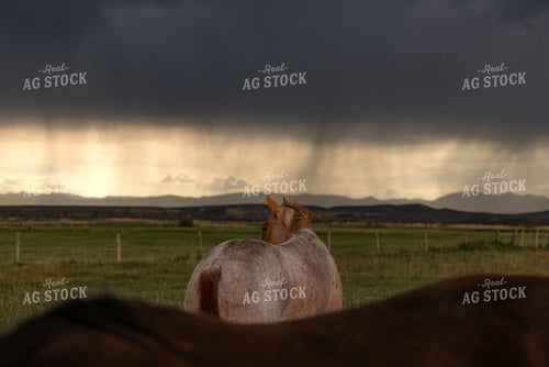 Horses and Stormy Sky 304024