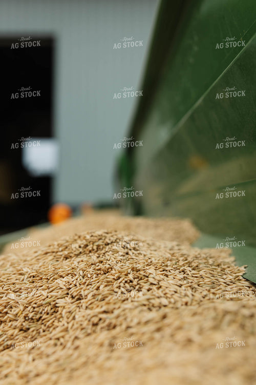 Oat Seeds 152837
