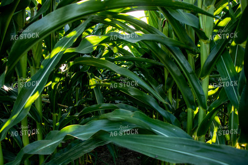 Green Corn Field 67134