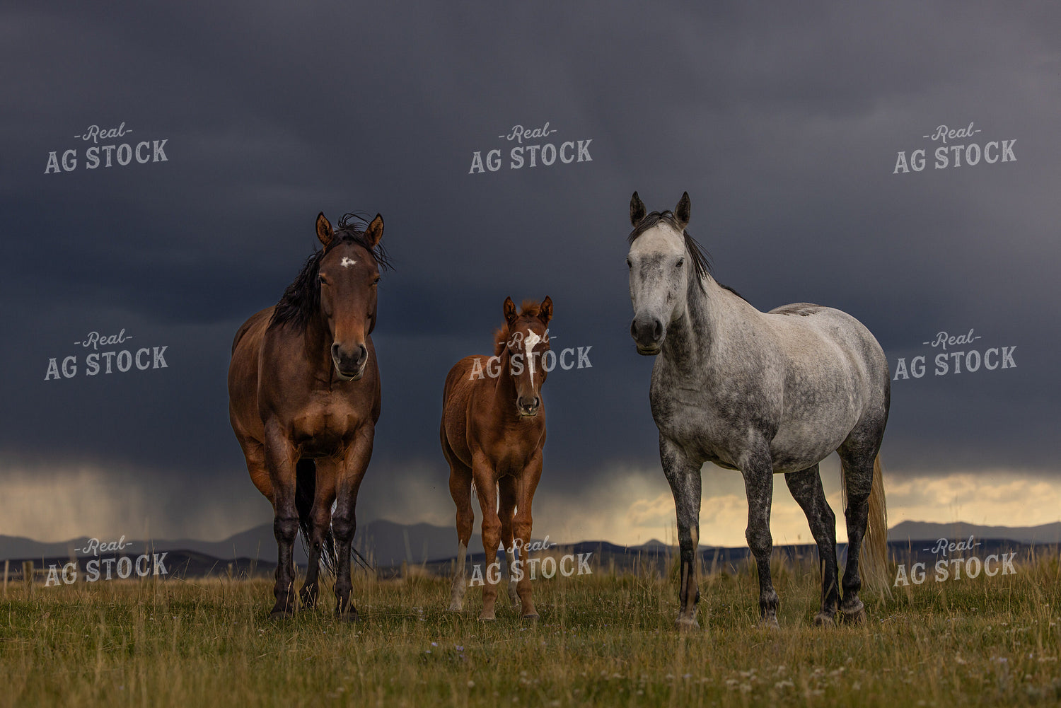Horses and Stormy Sky 304023