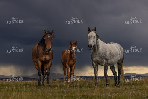 Horses and Stormy Sky 304023