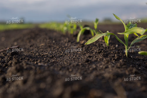 Corn - Early Growth 1059