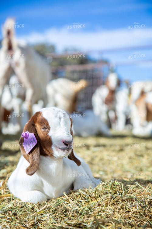 Goat Kids 134058