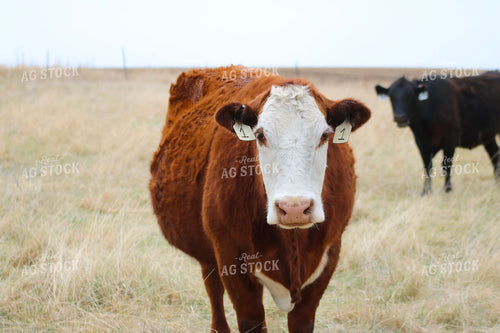 Cattle on Pasture 82382