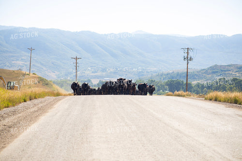 Cattle Drive 117416