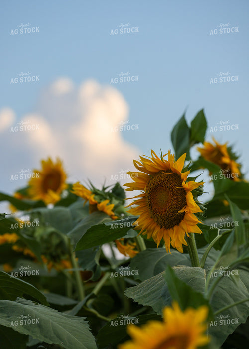 Sunflowers 160178
