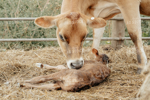 Newborn Jersey Calf 170006