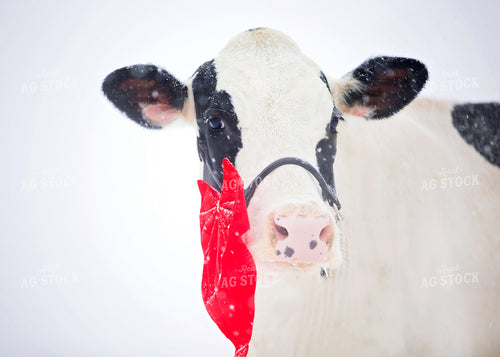 Holstein Cow in Snow 55164