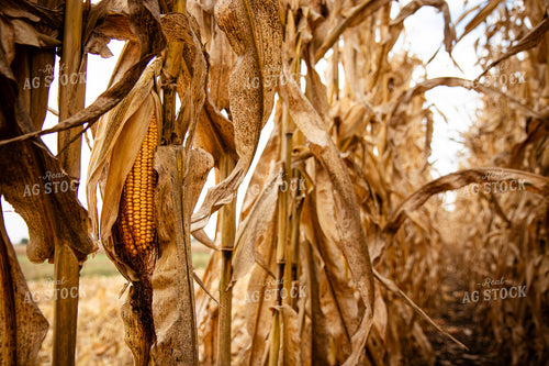 Dried Ear of Corn 268180