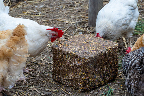 Chickens with Supplement Block 65584