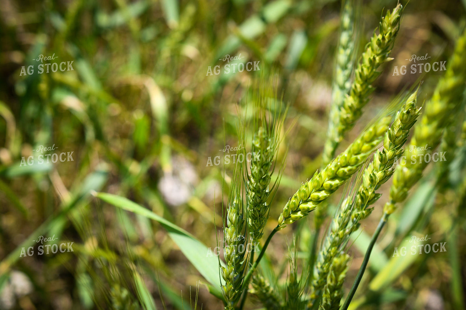 Wheat 191154