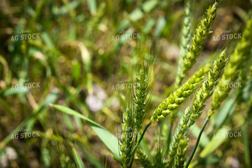 Wheat 191154