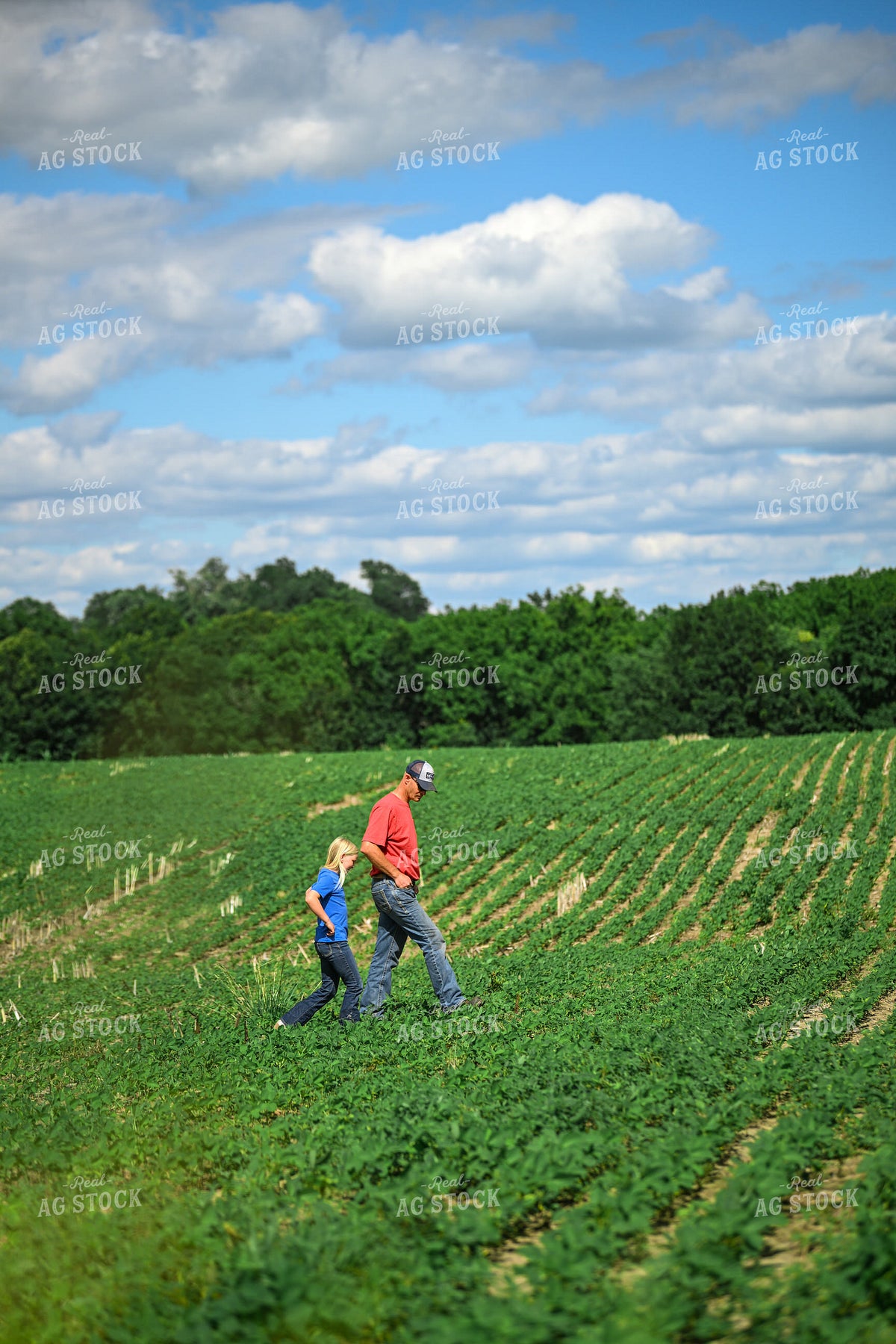 Farmer Scouting Soybean Field With Daughter 191325