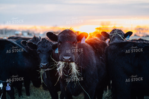 Angus Cows Eating Hay 53000