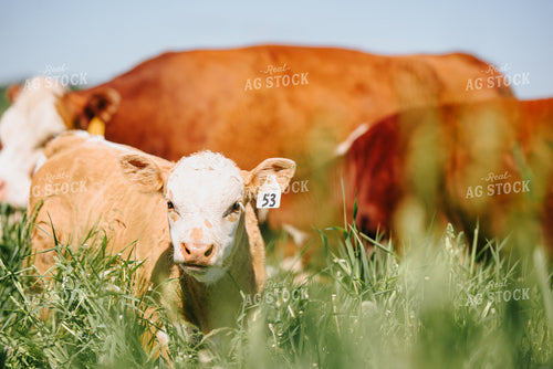 Hereford Calf in Pasture 68058