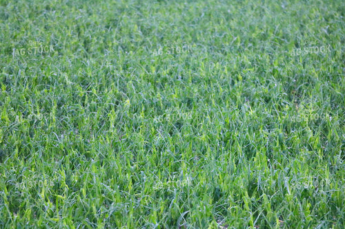Hail and Wind Damaged Corn 82501