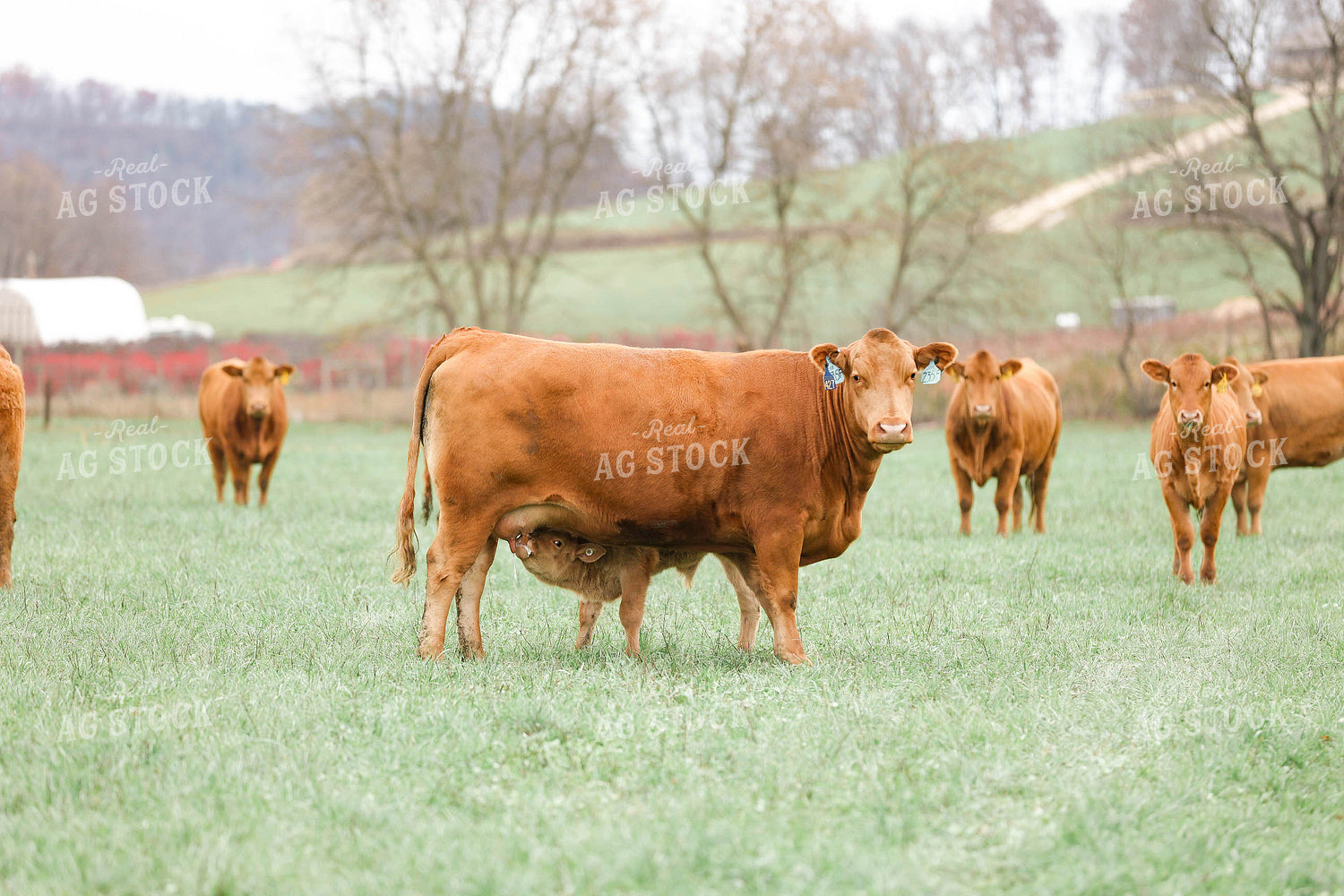 Red Angus Cow Calf Pair 230013