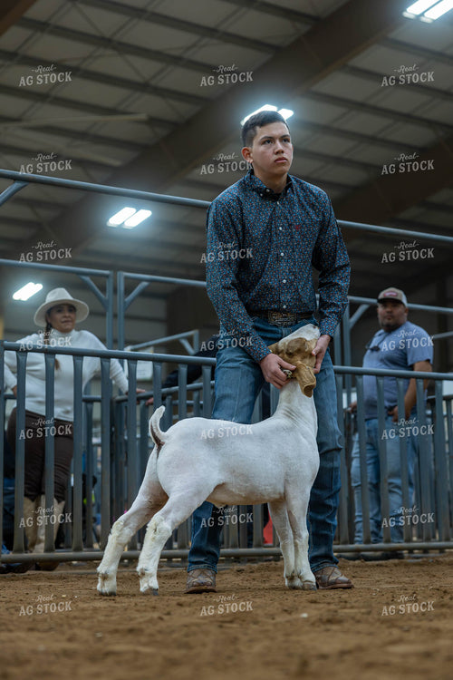 Showing Goats  98047