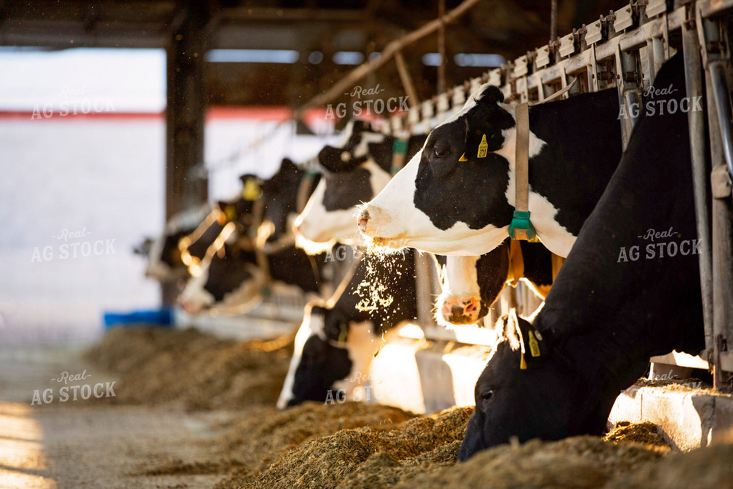 Dairy Cattle in Barn 55214