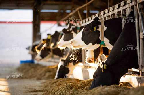 Dairy Cattle in Barn 55214