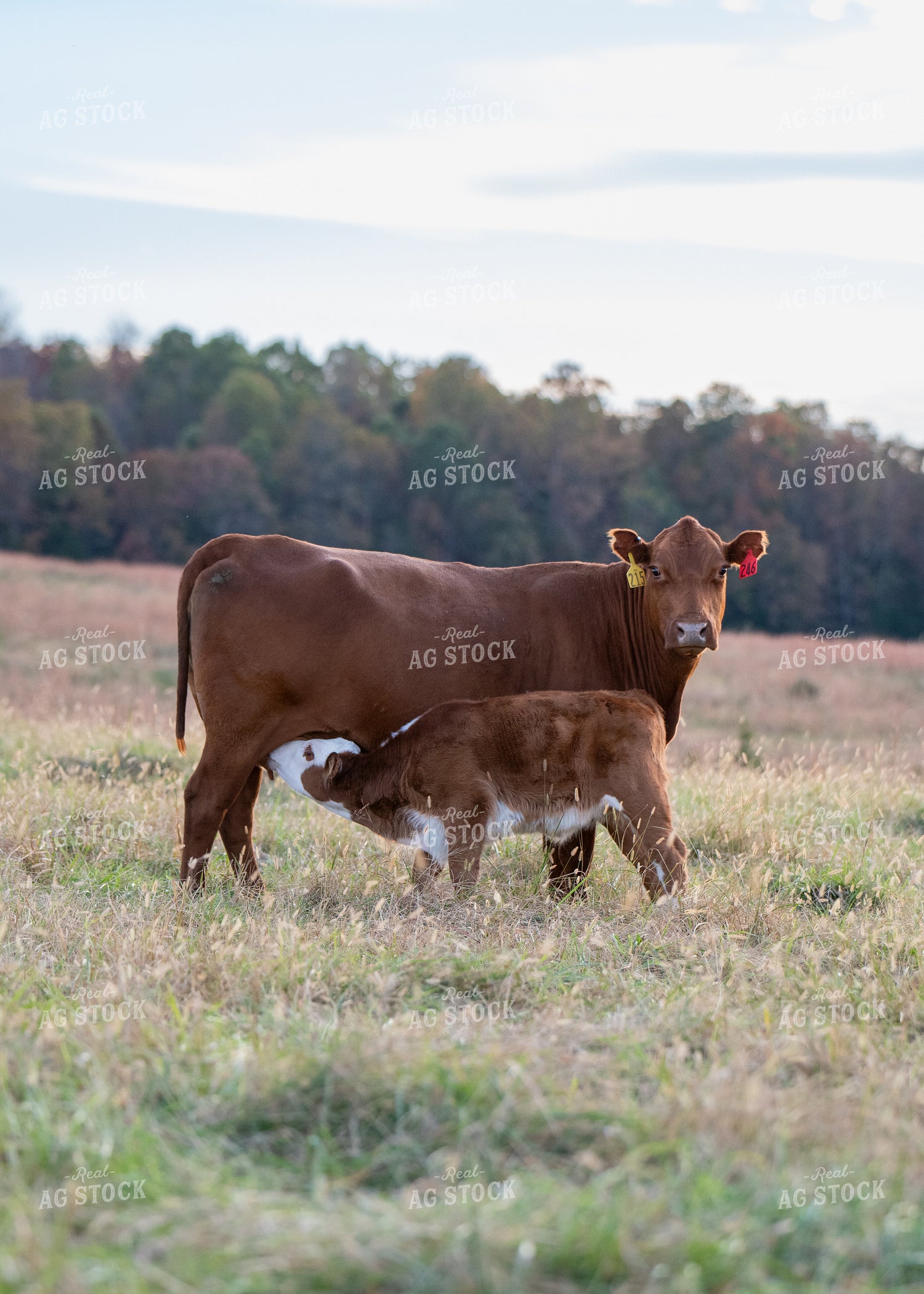 Crossbred Cow Calf Pair 193053