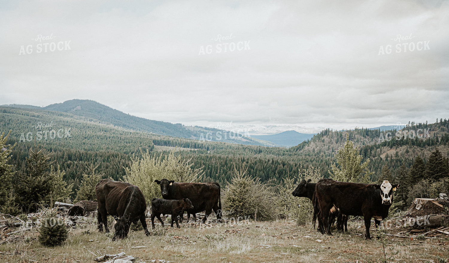 Angus Cattle in PNW Pasture 66032