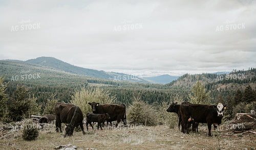 Angus Cattle in PNW Pasture 66032