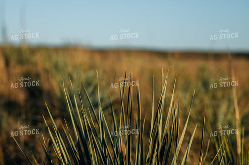 Pasture Grass 53019