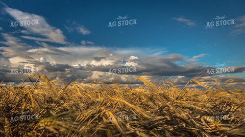 Dried Barley Blowing in the Wind 138025
