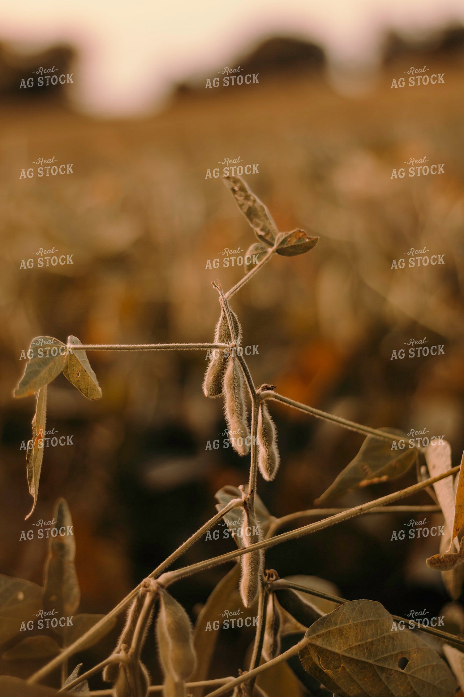 Ready to be Harvested Soybeans 108024