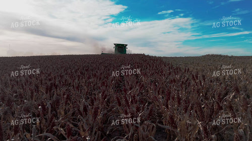 Milo Harvest 239434