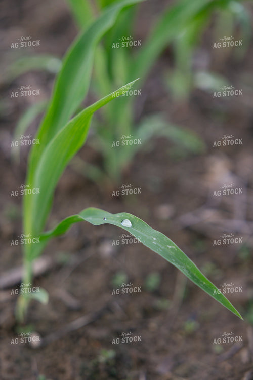 Early Growth Corn Field 295021