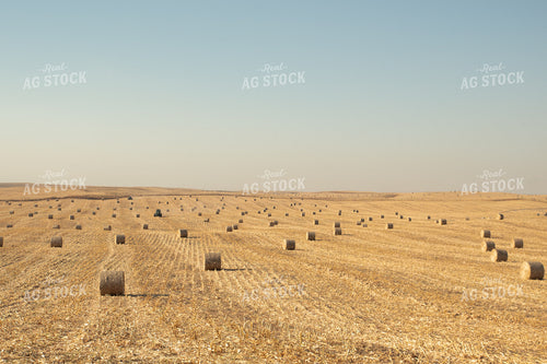 Corn Bales 223025