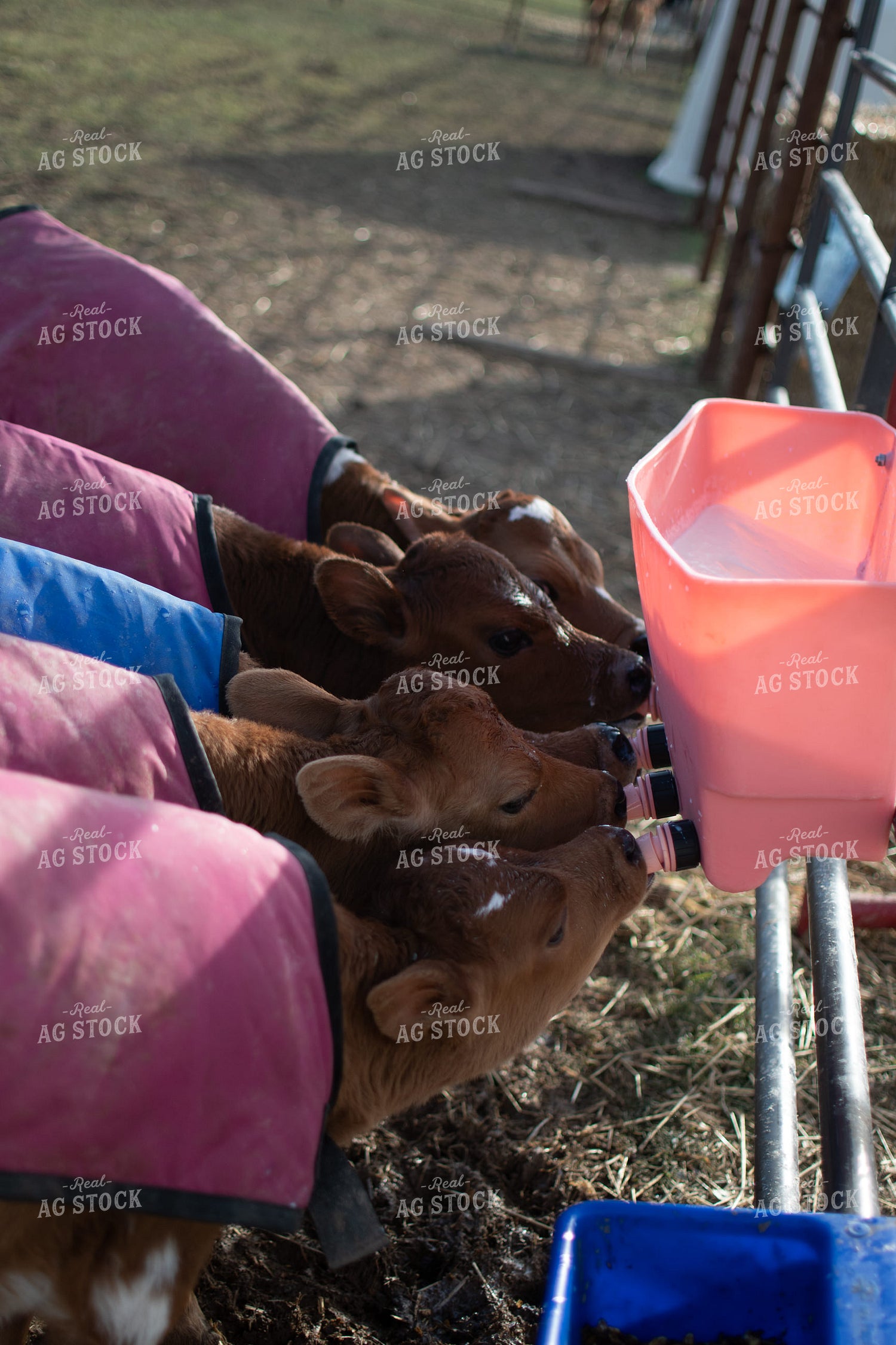 Calves Drink from Calf Feeder 50376