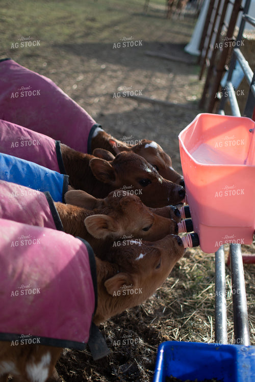 Calves Drink from Calf Feeder 50376