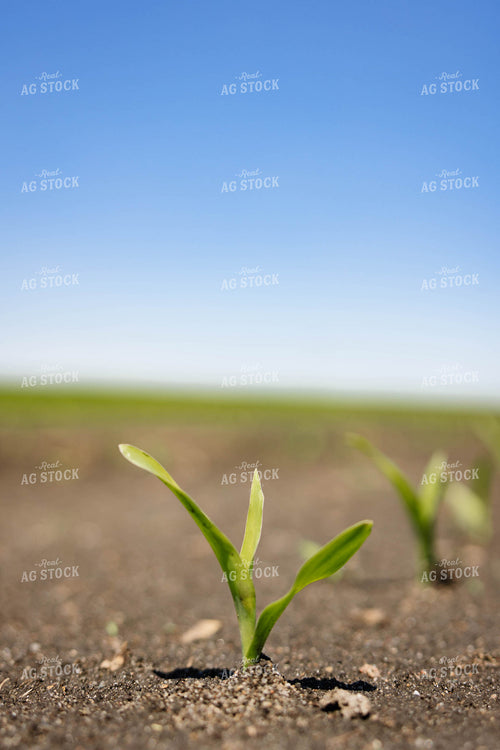 Early Growth Corn 152437