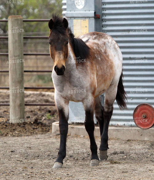 Horse 141513