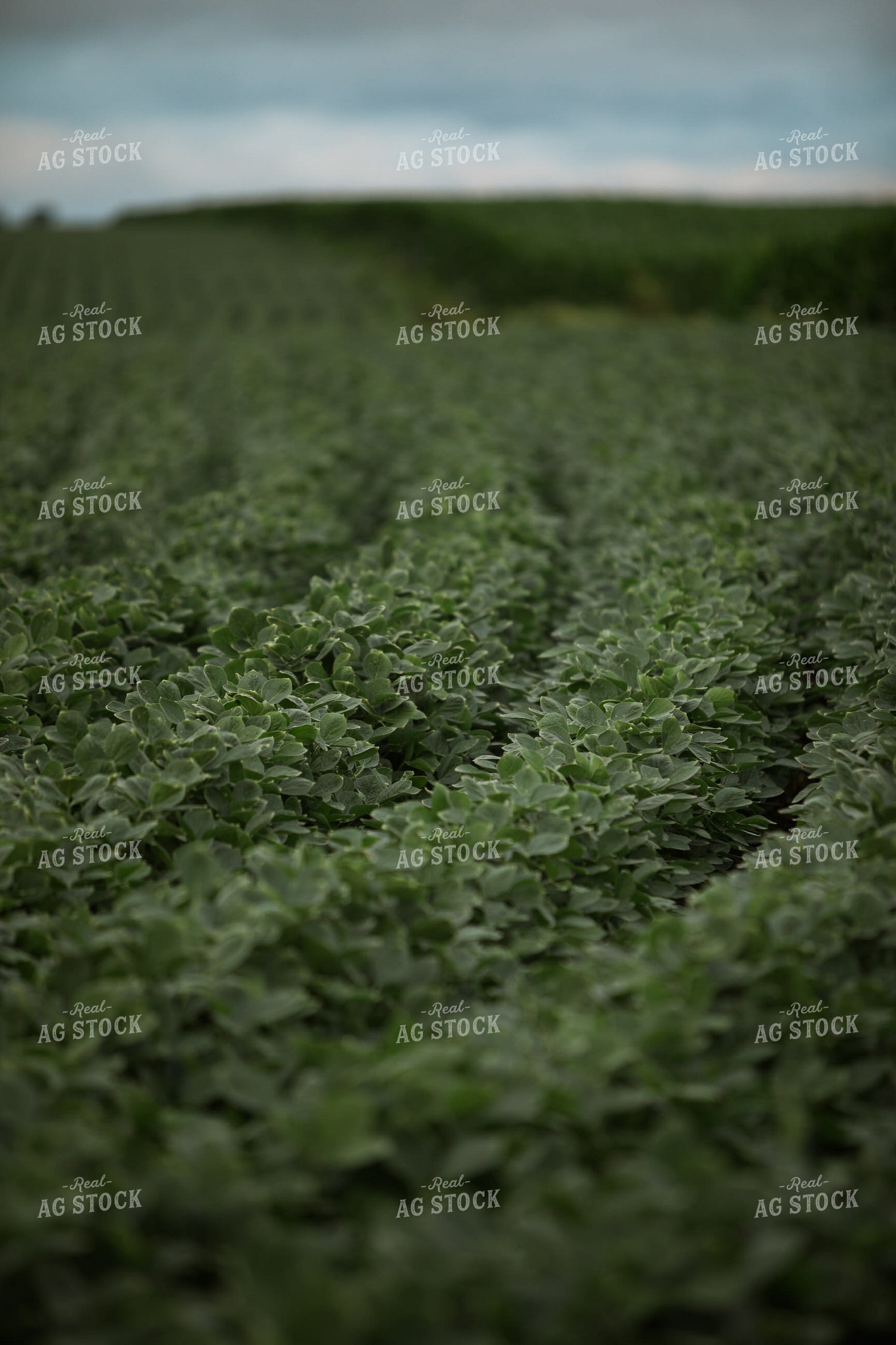 Green Corn and Soybean Field Border 6302