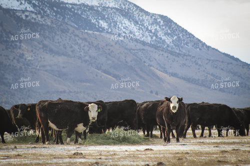 Angus and Baldy Cow and Calf Pair 78096