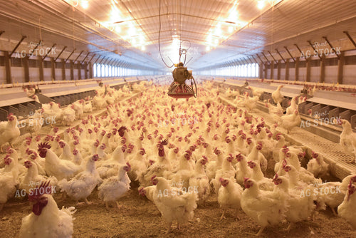 Chickens in Barn 129005