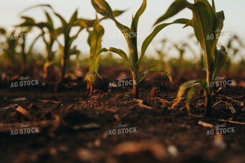 Early Stage Corn at Sunset 4328