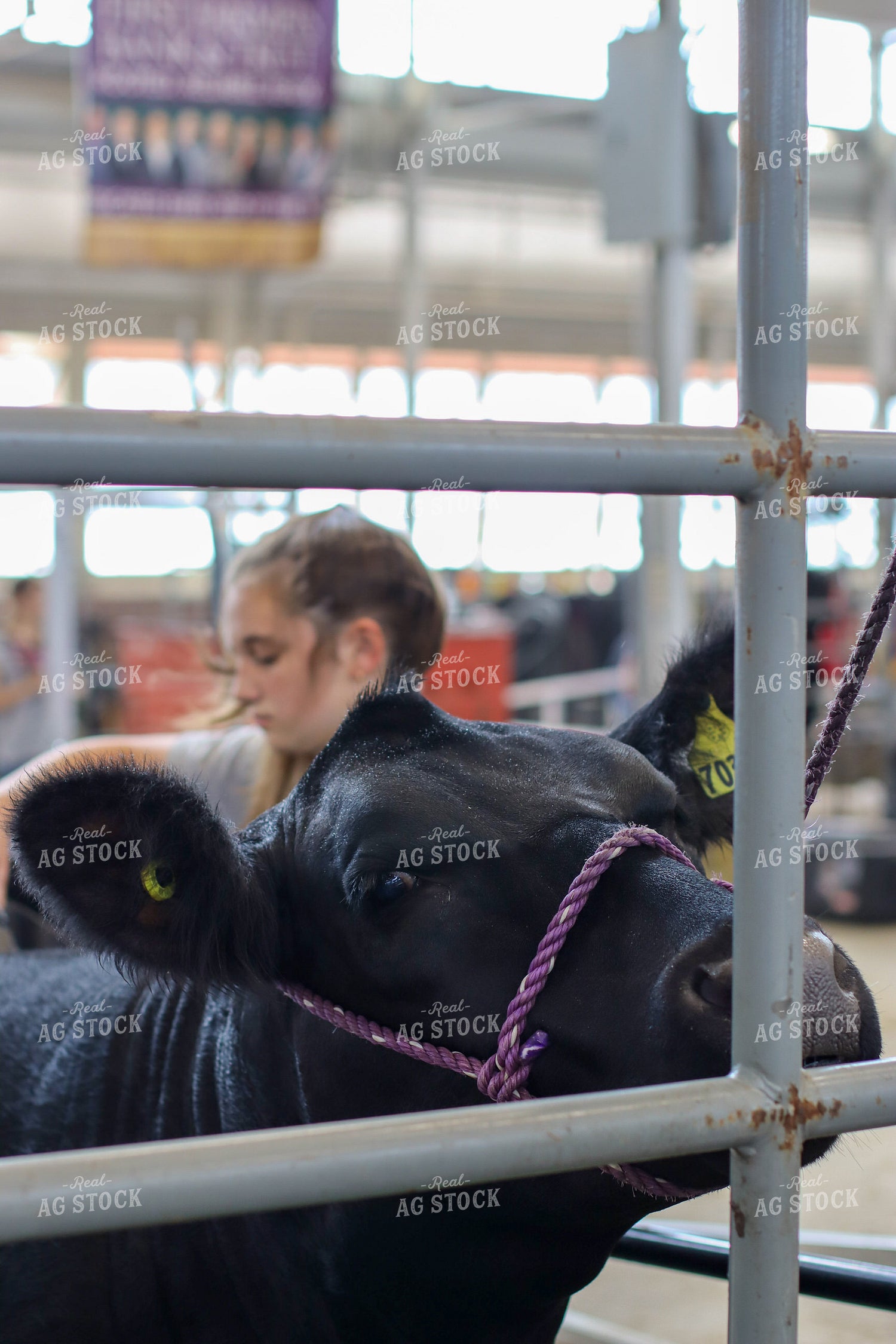 Cow in Show Barn 109056