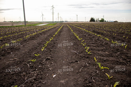 V1 Early Stage Corn 67083