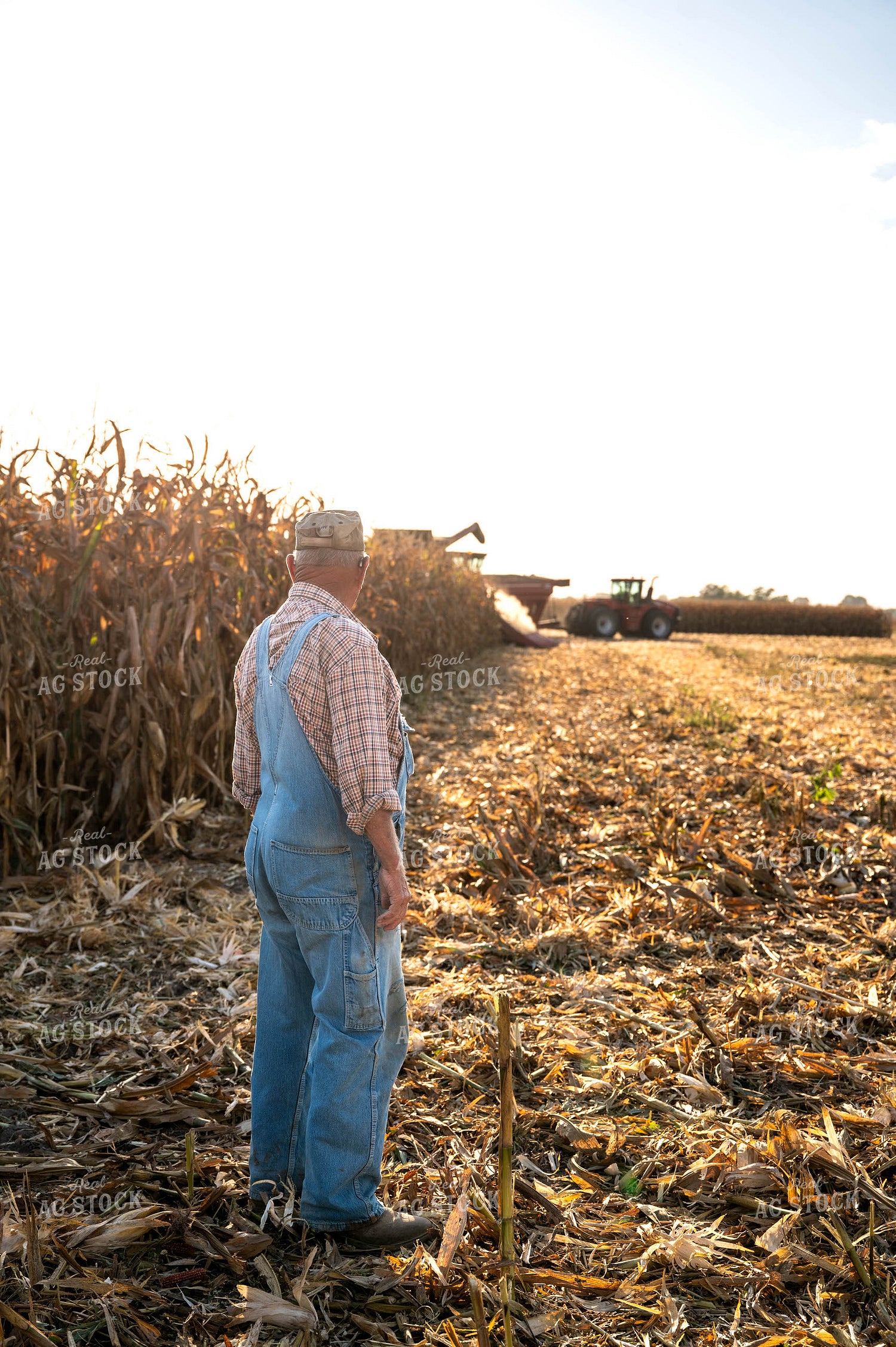 Farmer Watching Corn Harvest 115896