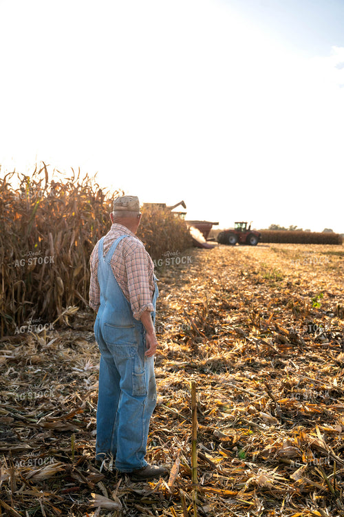 Farmer Watching Corn Harvest 115896