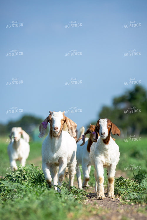 Boer Goats 134040